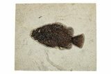 Elegant Fossil Fish (Cockerellites) - Wyoming #251899-1